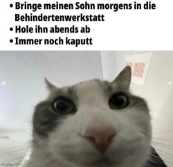 cat stare top text Meme Template