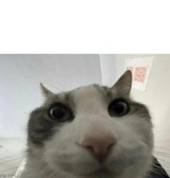 cat stare top text Meme Template