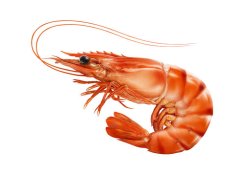 shrimp Meme Template