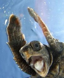 Excited Turtle Meme Template