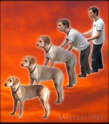 Man to dog Meme Template