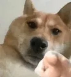 Doge point Meme Template