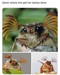 Cockchafer Meme Template