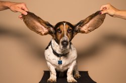 Dog Ears Meme Template