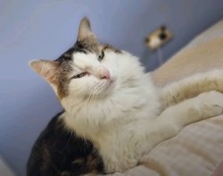 Disappointed Cat Meme Template