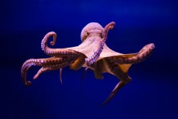 Octopus friend Meme Template