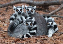 Ring Tailed Lemurs Meme Template