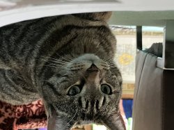 Flashback Cat Meme Template