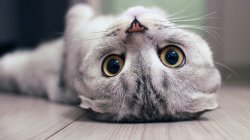 goofy upside-down cat Meme Template