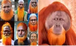 muslim   apes Meme Template