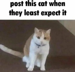 post this cat when they least expect it Meme Template