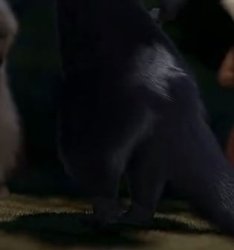 Stella's sexy butt Meme Template