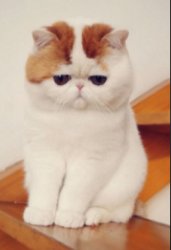 Chinese cat Meme Template