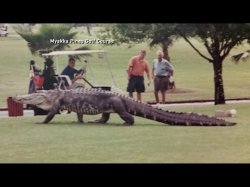 Alligator walking Meme Template
