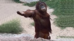 orang utan demand food Meme Template
