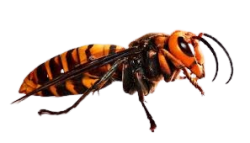 Hornet Meme Template