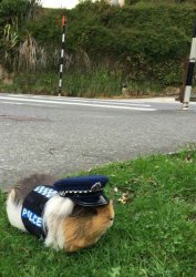 Guinea pig police Meme Template