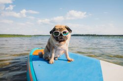 HAPPY PUG WITH SUNGLASSES Meme Template