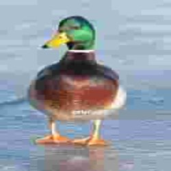 (compressed) duck standing on water Meme Template
