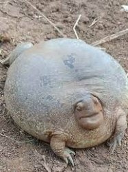 fat turtle Meme Template