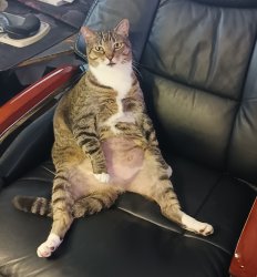 Busy Busy Pussy Cat Meme Template