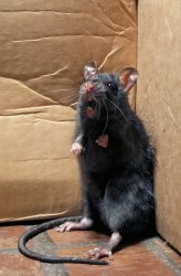 Shocked rat Meme Template