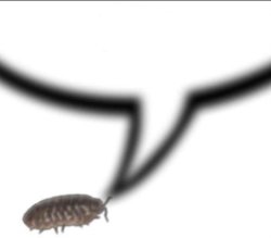 Thinking pill bug Meme Template