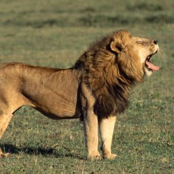 Lion roaring Meme Template
