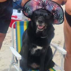 dog vacation Meme Template