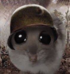 Sad war hampter Meme Template