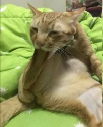foot in mouth cat Meme Template