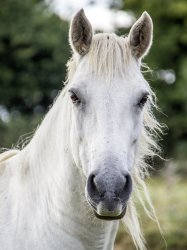 White horse Meme Template