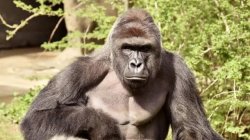 Harambe Meme Template