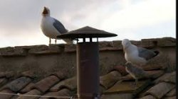 Seagull Chick Meme Template