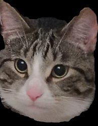 Serious Cat Meme Template