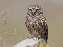little owl Meme Template