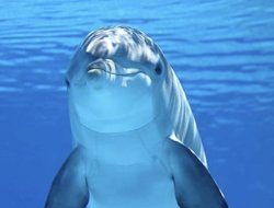 Smug Dolphine Meme Template