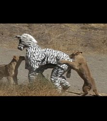 Lions Attack Zebra Costume Meme Template