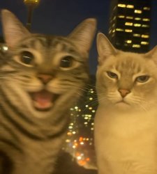 Annoying and Annoyed Cat Meme Template