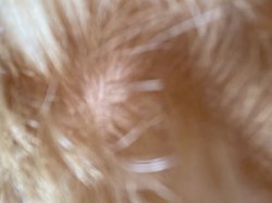 Look at that hair Meme Template