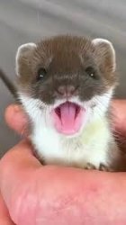 Stoat From TikTok Meme Template
