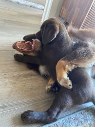 Dog Meme Template