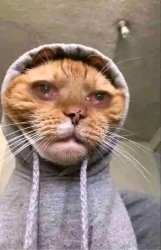 Sad cat Meme Template