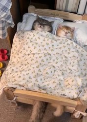 I wonder if he's thinking about other cats Meme Template