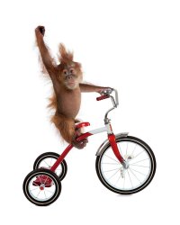 Monkey on trike Meme Template