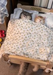 I wonder if he's thinking about other cats Meme Template