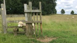 sheep with head stuck Meme Template