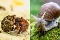 Hermit crab snail Meme Template