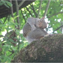 Funny Squirrel Meme Template