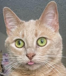 Duh Cat Meme Template